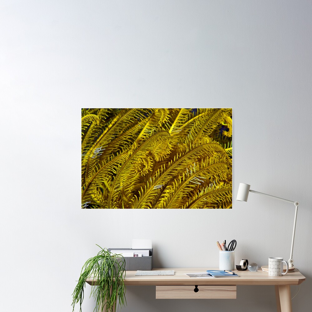 Yellow feathers Poster