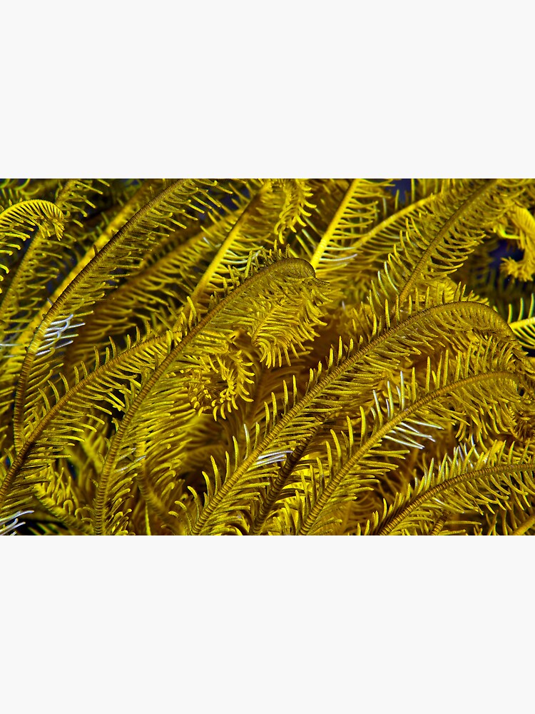 Yellow feathers by DavidWachenfeld