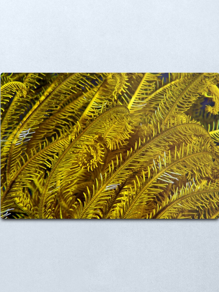 Alternate view of Yellow feathers Metal Print