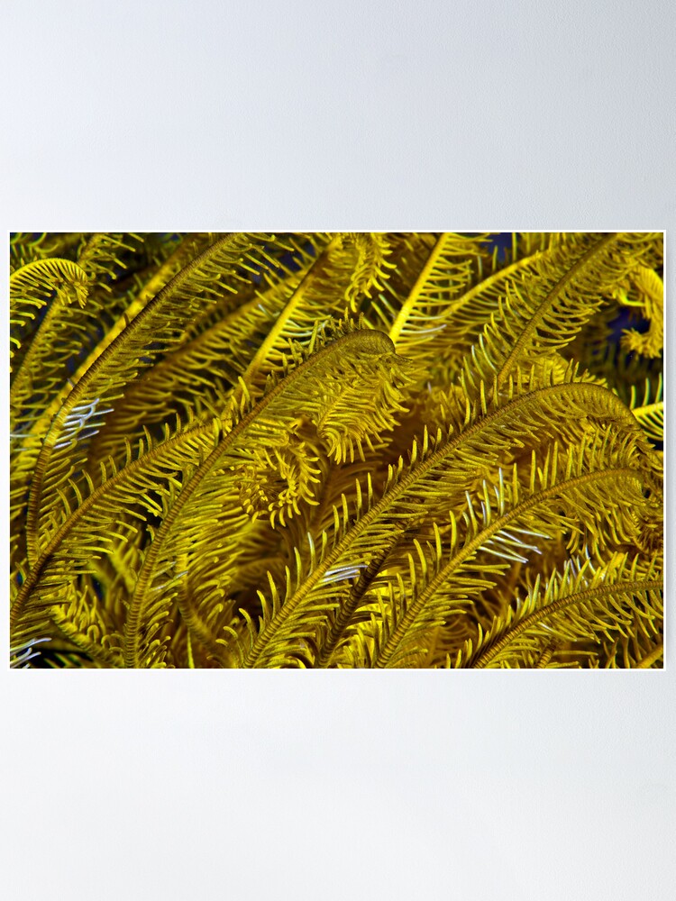 Alternate view of Yellow feathers Poster