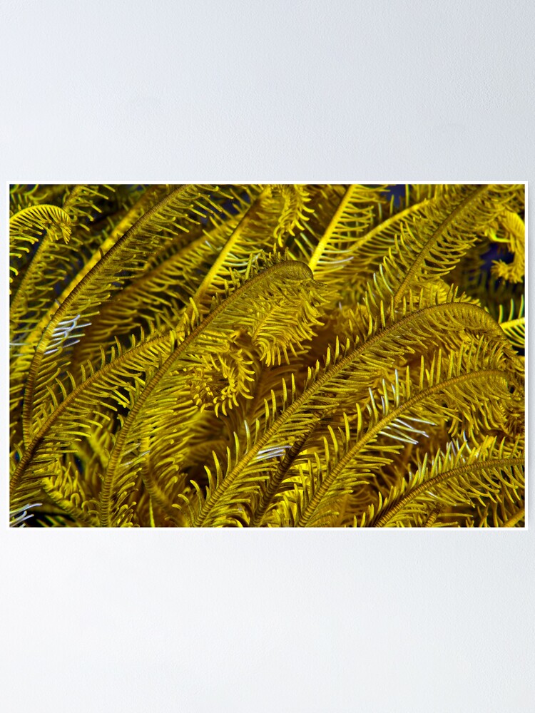 Alternate view of Yellow feathers Poster