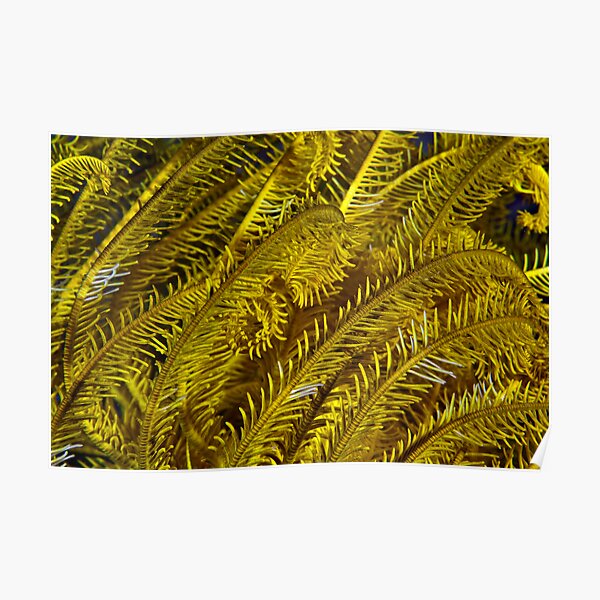 Yellow feathers Poster
