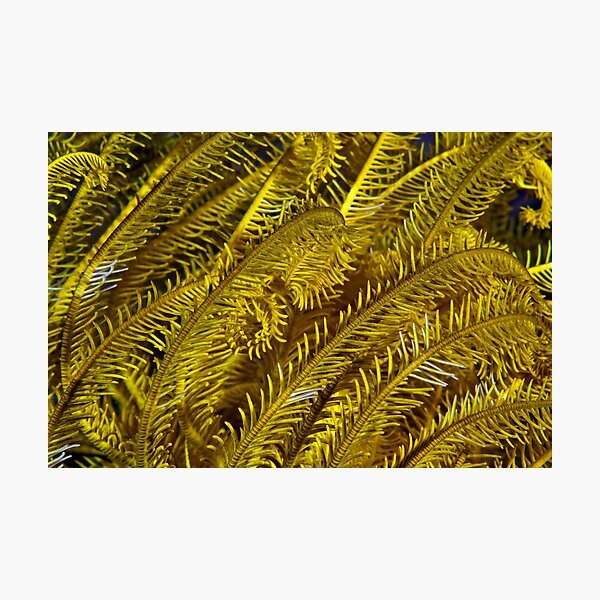 Yellow feathers Photographic Print