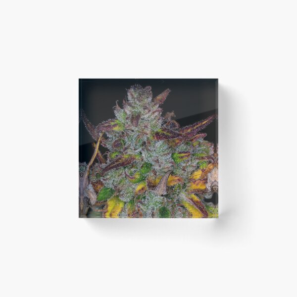 Item preview, Harvest Time for the Bud designed and sold by Dylan Lawrence.