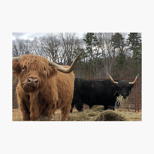 duo Photographic Print