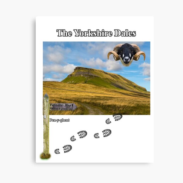 Pennine Way and Pen-y-ghent Canvas Print