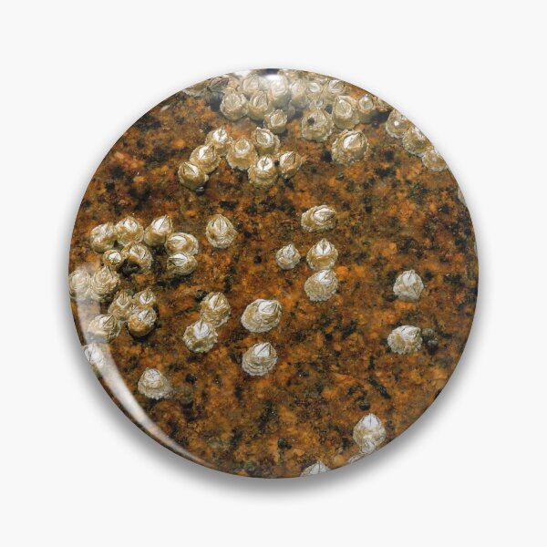 Item preview, Barnacles designed and sold by NGraham72.
