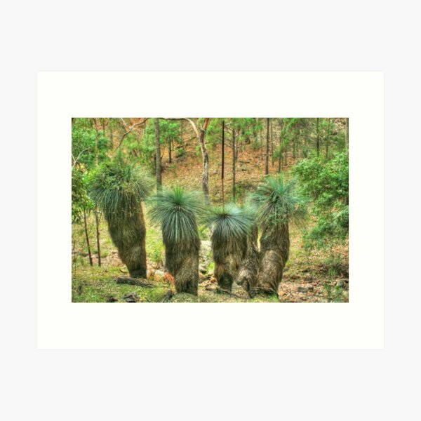 Item preview, Grass Trees at Warrumbungle National Park designed and sold by Michael Matthews.