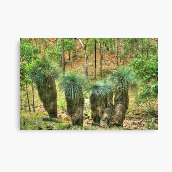 Item preview, Grass Trees at Warrumbungle National Park designed and sold by Michael Matthews.