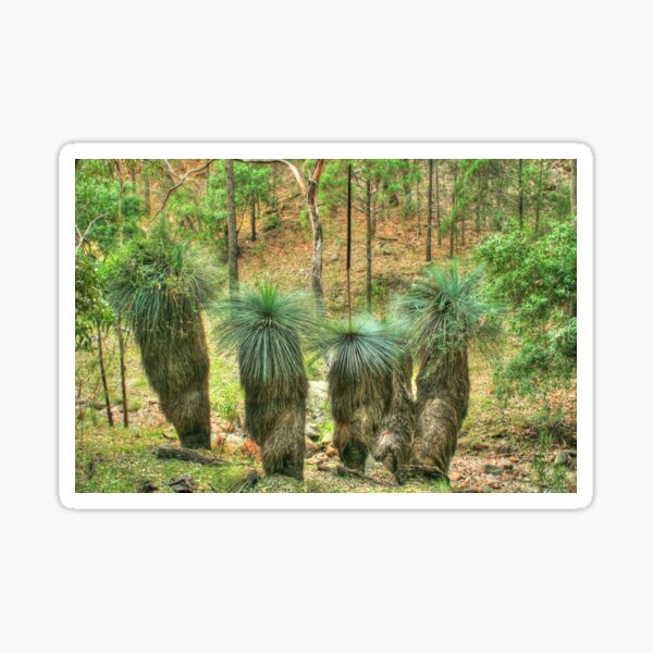 Item preview, Grass Trees at Warrumbungle National Park designed and sold by Michael Matthews.