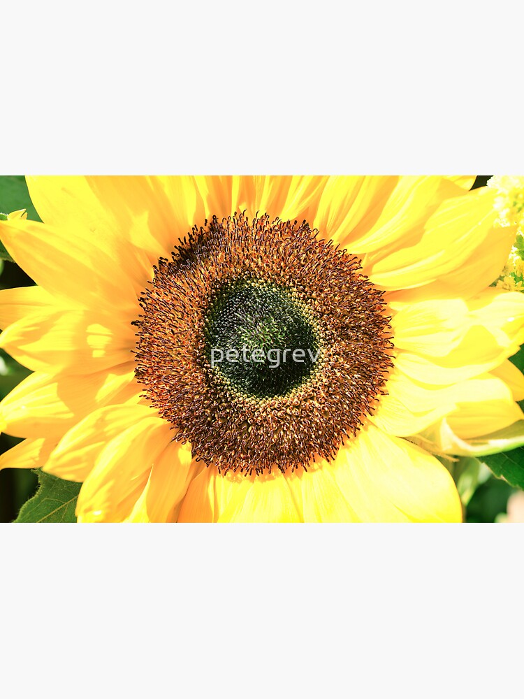 Some Flower! by petegrev