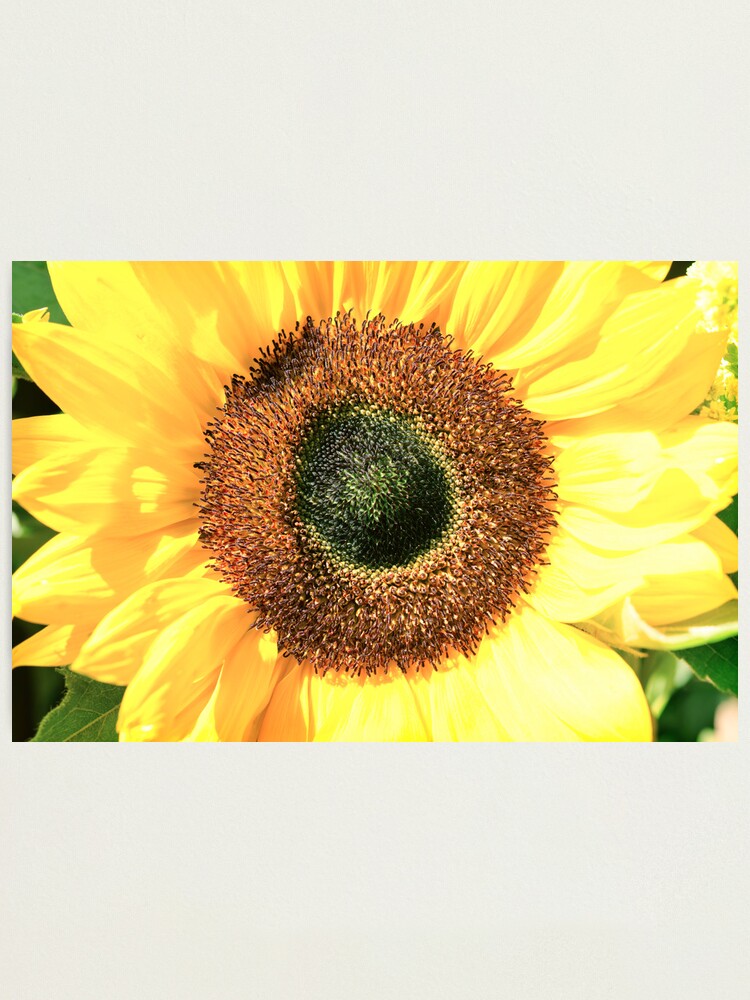 Alternate view of Some Flower! Photographic Print