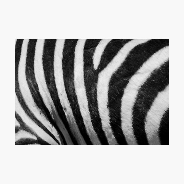 Welsprekend Inactief Subjectief Zebra stripes animal print real" Photographic Print for Sale by MasakaStore  | Redbubble