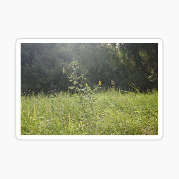 Texas Wildflowers Stickers for Sale