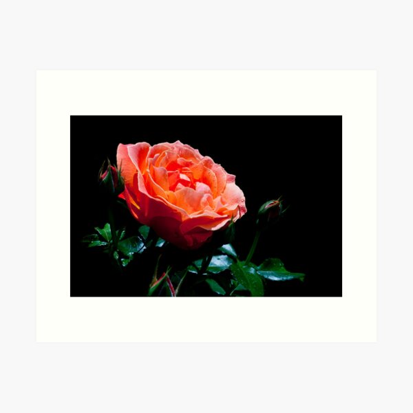 Orangy! Art Print