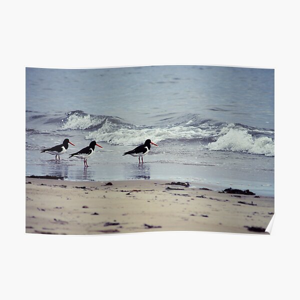 Ebb & flow Poster