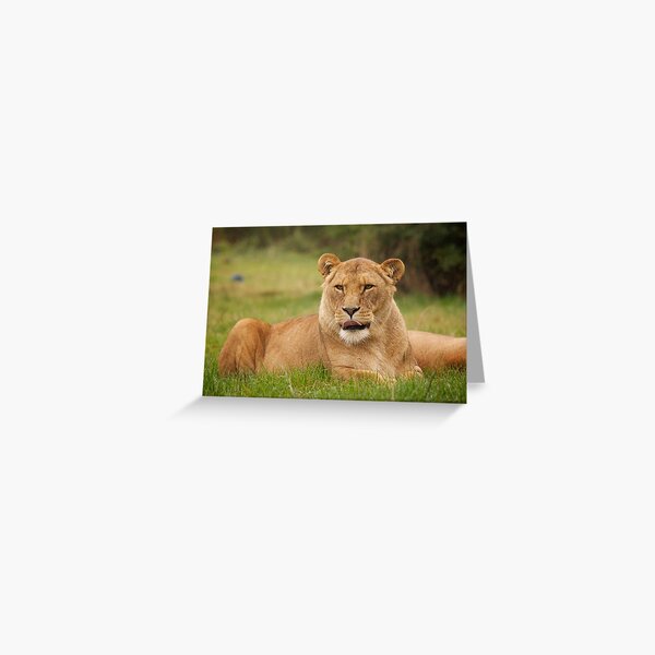 Lion Greeting Card