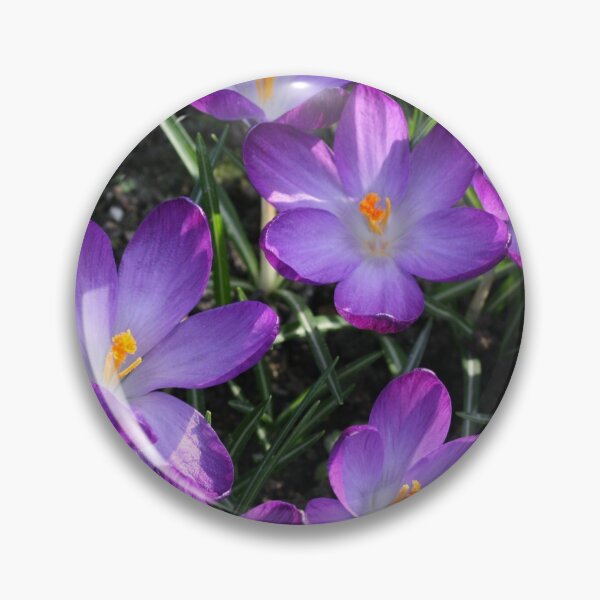 Item preview, Crocus designed and sold by jdphotos.