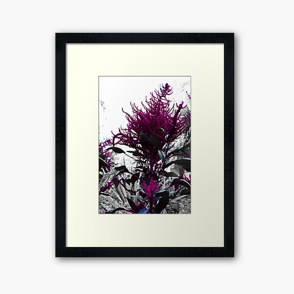 Purple Framed Art Print