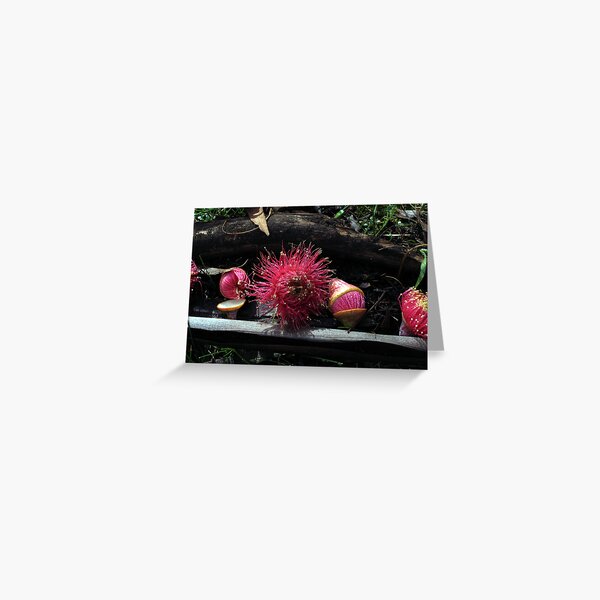 Euc. leucoxylon rosea - Candy Matthews Greeting Card