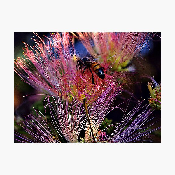 Fire Bee Photographic Print