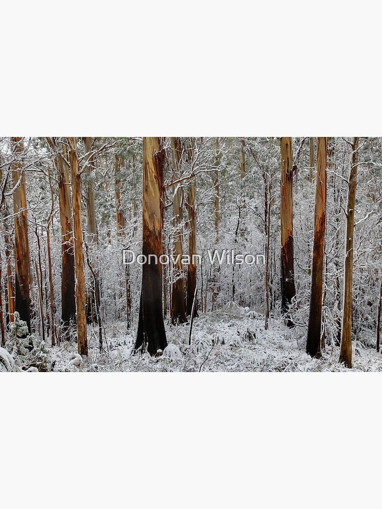 "A last stand for Leadbeaters Possum" Poster for Sale by DONWILSON