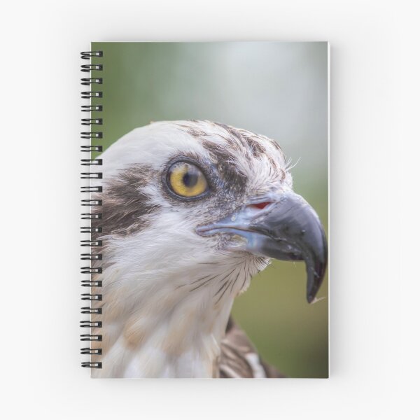 Item preview, Osprey Portrait designed and sold by Kristina Rinell.