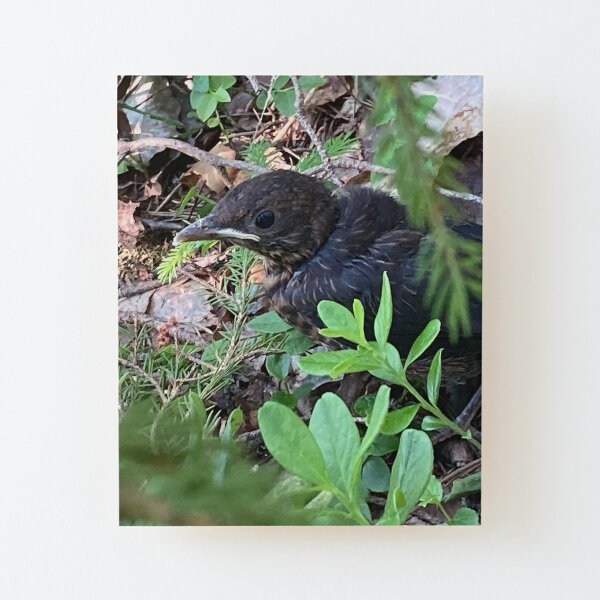 A common bird close-up Wood Mounted Print