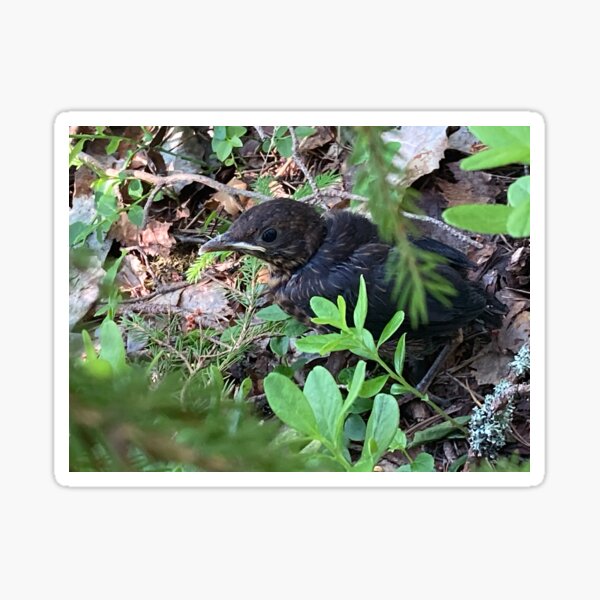 A common bird close-up Sticker