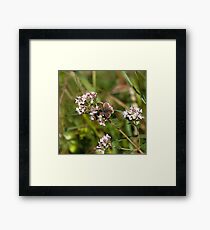 Brown Argus Butterfly Framed Print