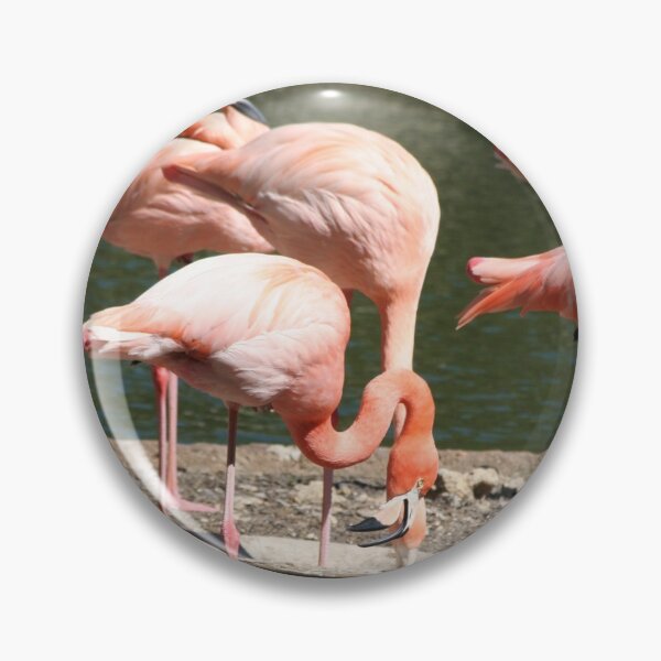 Item preview, Greater Flamingo Family designed and sold by XCEEDTRANSITION.