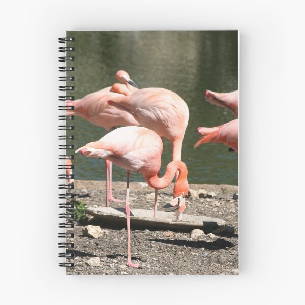Item preview, Greater Flamingo Family designed and sold by XCEEDTRANSITION.