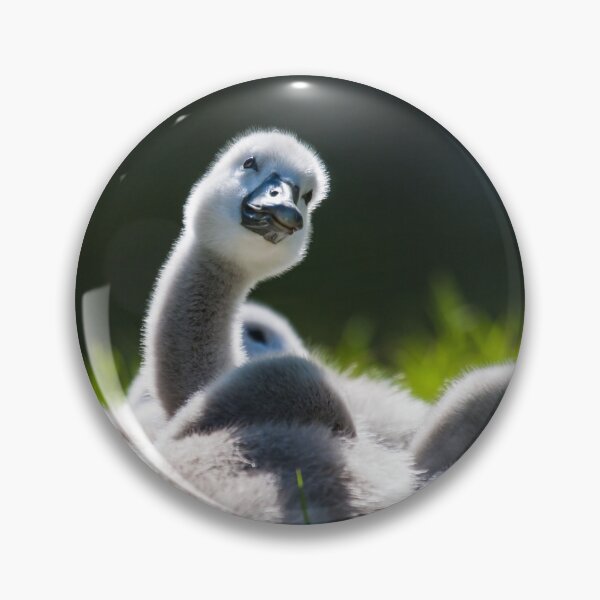 Item preview, Cygnets lying in the sun designed and sold by MikeCaffrey.