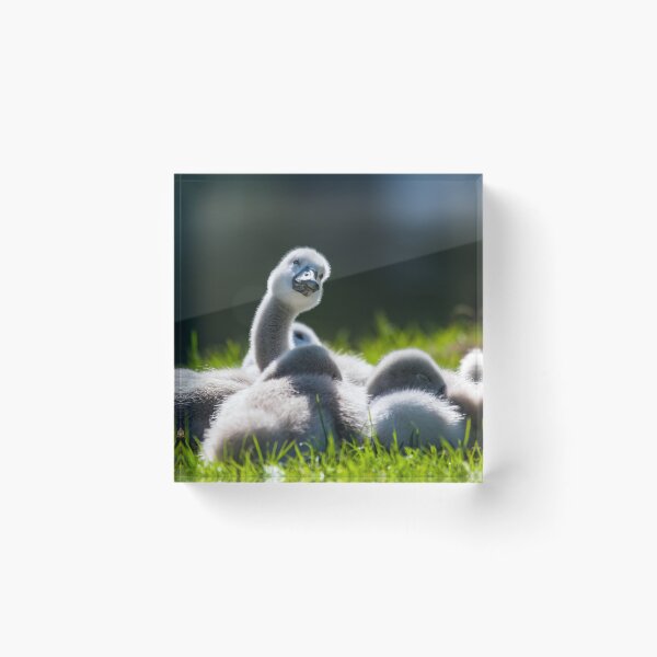 Item preview, Cygnets lying in the sun designed and sold by MikeCaffrey.