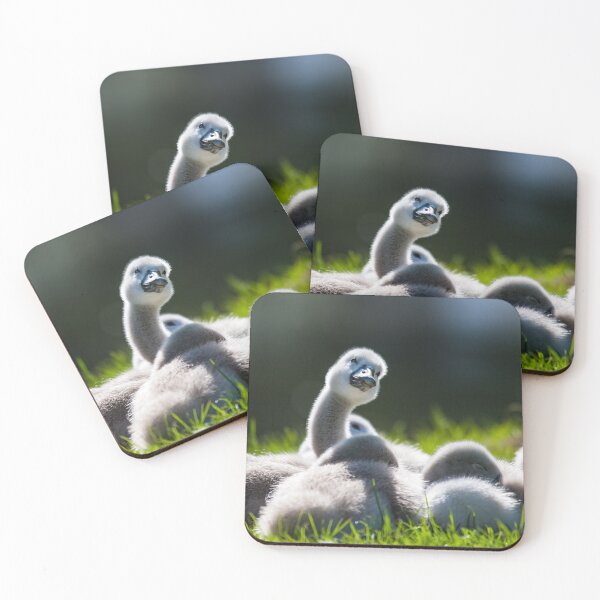 Item preview, Cygnets lying in the sun designed and sold by MikeCaffrey.