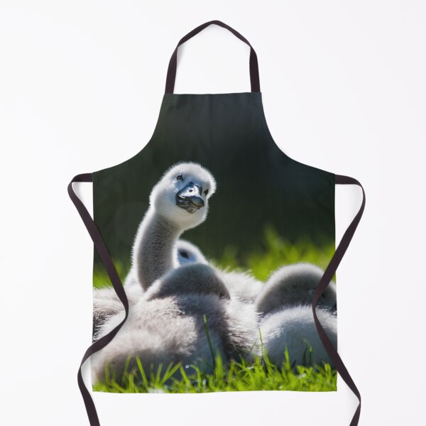Item preview, Cygnets lying in the sun designed and sold by MikeCaffrey.