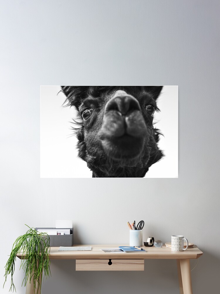 No Prob-Llama Furry Pet Llma-Alpaca Cool Shirt No Prob-Llama Furry Pet Llma-Alpaca Cool Shirt