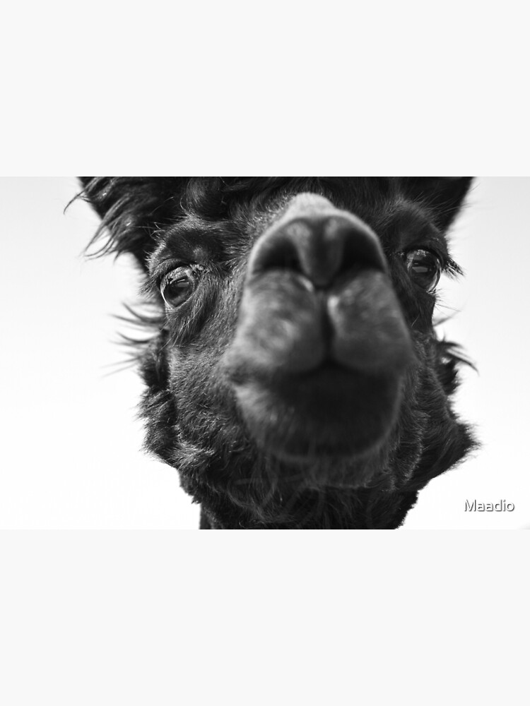 No Prob-Llama Furry Pet Llma-Alpaca Cool Shirt No Prob-Llama Furry Pet Llma-Alpaca Cool Shirt