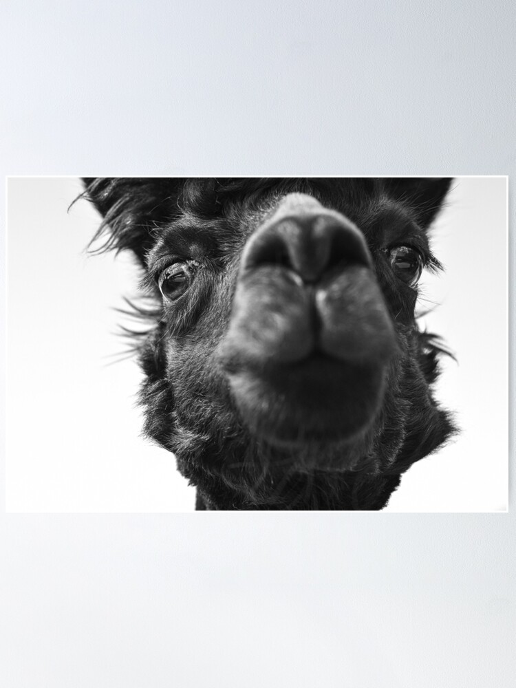 No Prob-Llama Furry Pet Llma-Alpaca Cool Shirt No Prob-Llama Furry Pet Llma-Alpaca Cool Shirt