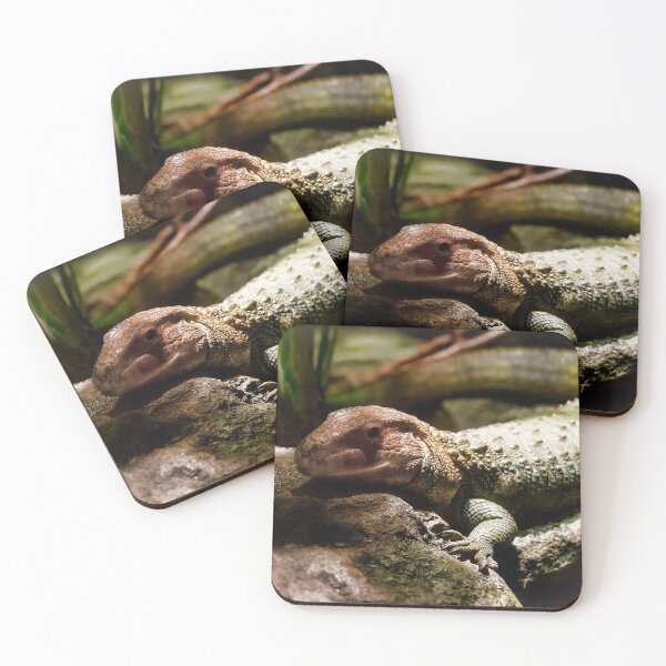 Item preview, Caiman Lizard on the Rocks designed and sold by KbytesOfJax Outdoor and Nature.