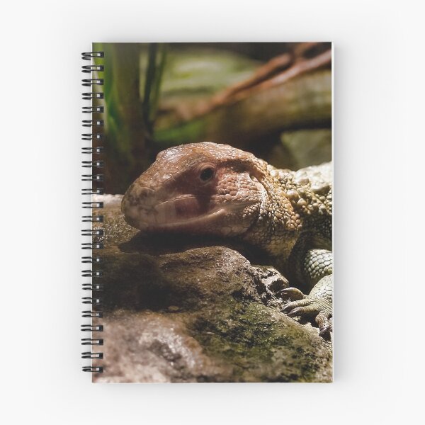 Item preview, Caiman Lizard on the Rocks designed and sold by KbytesOfJax Outdoor and Nature.
