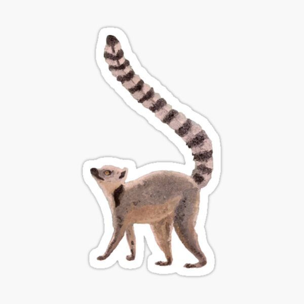 Ring-Tailed Lemur Sticker Sticker