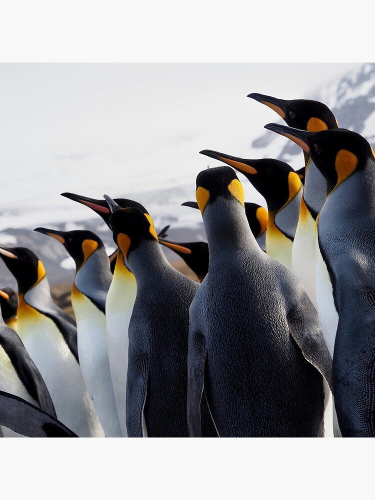 Pride Of Penguins by AntarcticShop