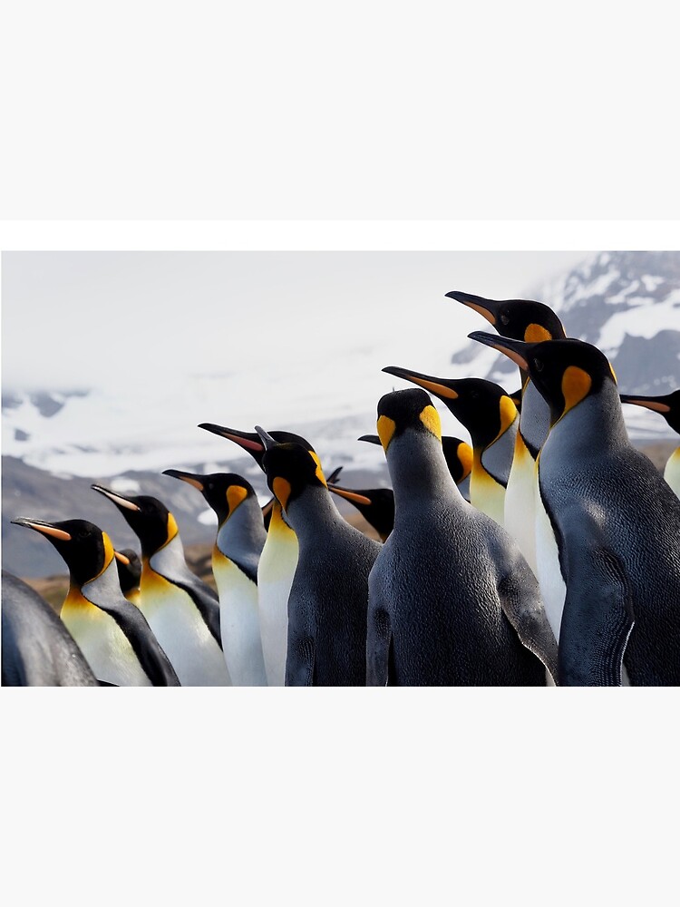 Pride Of Penguins by AntarcticShop