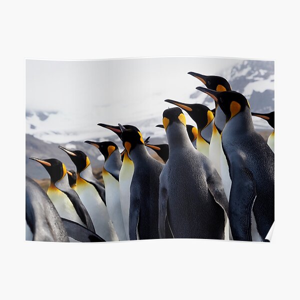 Pride Of Penguins Poster