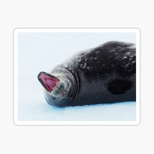 Seal of Approval Sticker
