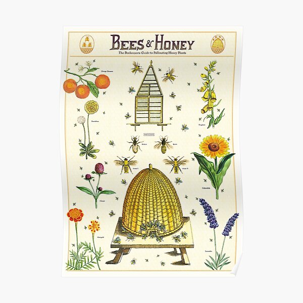 Bees & Honey Poster