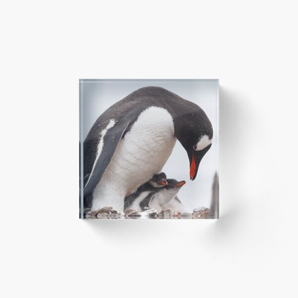 Penguin Chicks Acrylic Block