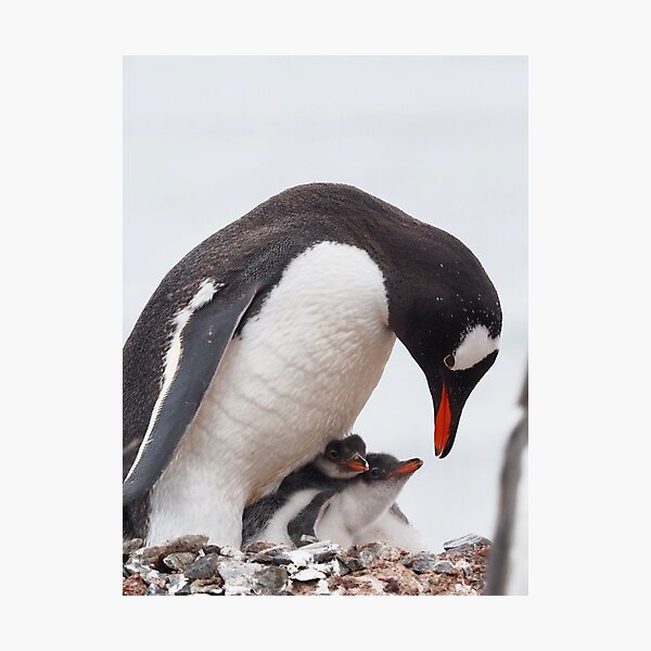Penguin Chicks Photographic Print