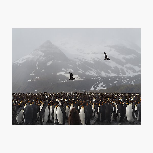 Colony Of Kings Photographic Print